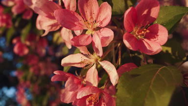 特写镜头粉红色的樱花花瓣日落灯视图令人愉快的樱桃花